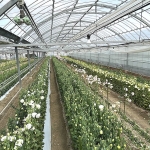 花の自動噴霧装置