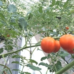 ミニトマトの自動噴霧装置