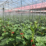 キュウリのの自動噴霧装置