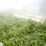 クレソンの自動噴霧装置